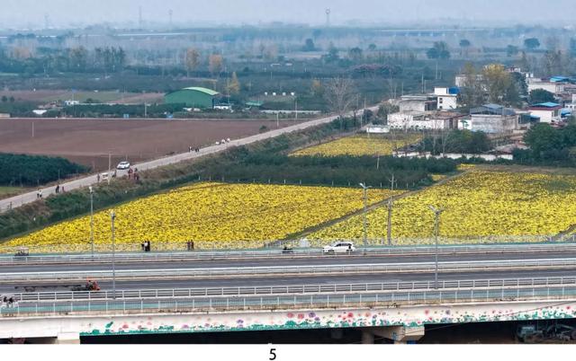 藏不住了！平顶山季节限定花海，错过等一年