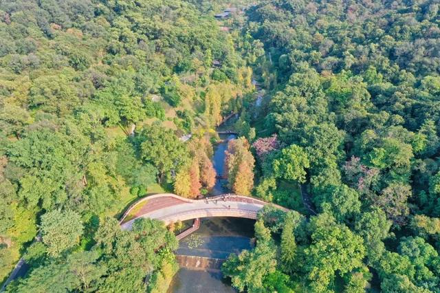 云溪落羽杉，羊城冬日别样红