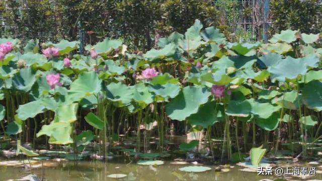 五宅村香水莲花基地开业，奉贤市民再添遛娃休闲新选择