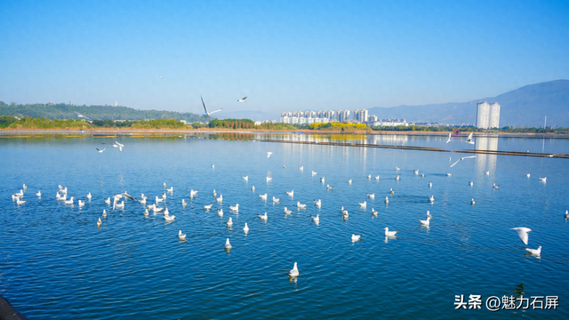 这些年，异龙湖的这“一抹蓝”更动人了