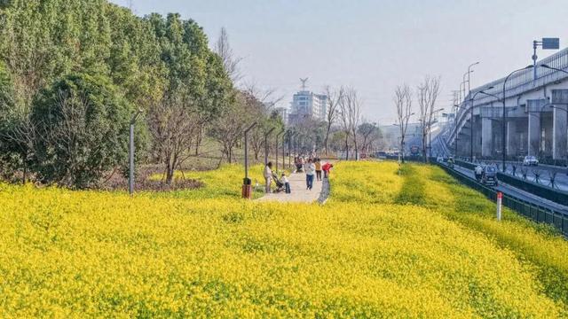 冬日罕见！余杭这片花海盛开