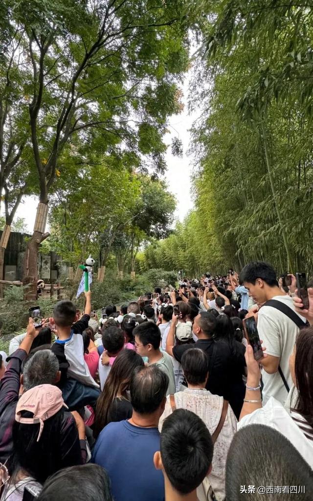 从熊猫基地到夜游锦江：成都公园绿道双节吸客346万，人气火爆