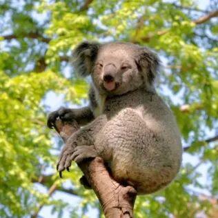 南京红山森林动物园最新通知：免费！