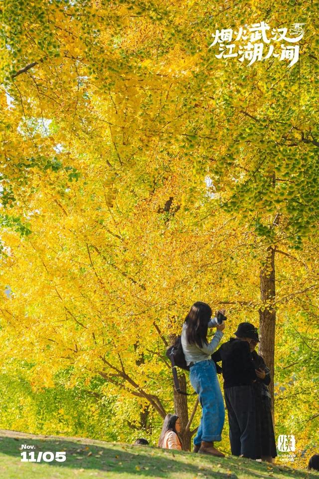 实况！武汉彩叶季来了，这些地方最出片