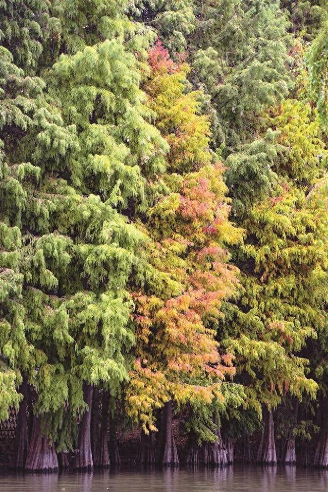 落羽杉换装，鹭岛增添温暖色！这些地方可观赏