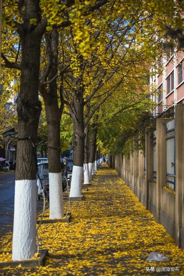 片片落叶，“拼”出一城风景