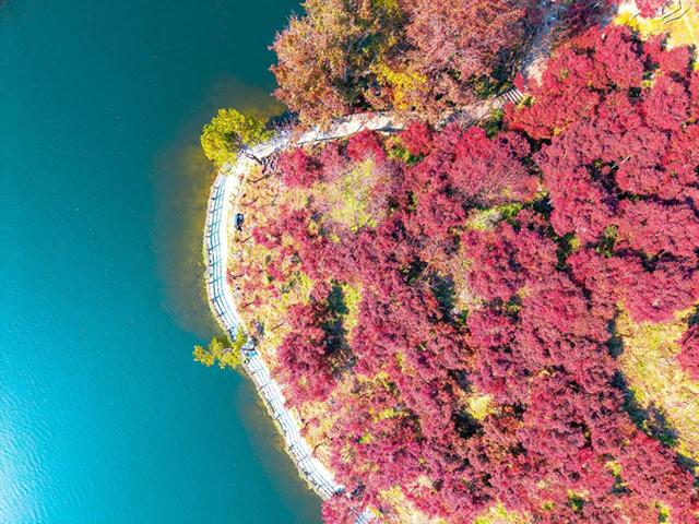 武汉一景区秋叶已进入最佳观赏期：可持续近两个月，共5千多亩枫树和3万多株银杏