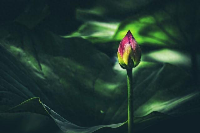 一枕残梦落旧事，半解人生添新忧(原创首发)