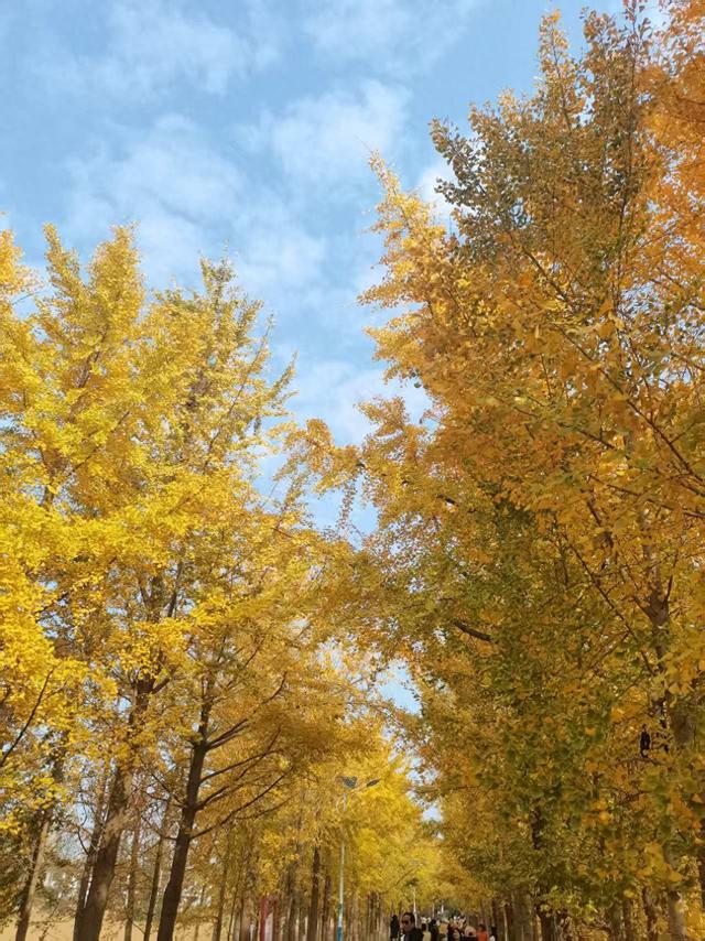 唐河县郭滩镇：银杏进入最佳观赏期 八方游客打卡金色秘境