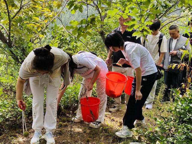 天蒙景区推出金秋板栗节，游客“获得感满满”