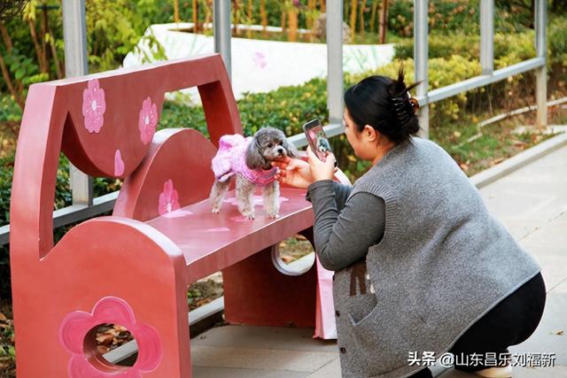 携老伴虹桥花园赏菊（下）