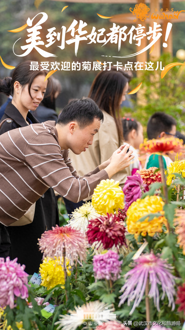 美到华妃都停步！最受欢迎的菊展打卡点就在这里