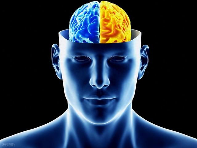 进化可能限制了人类大脑的大小，以平衡能源成本和生存