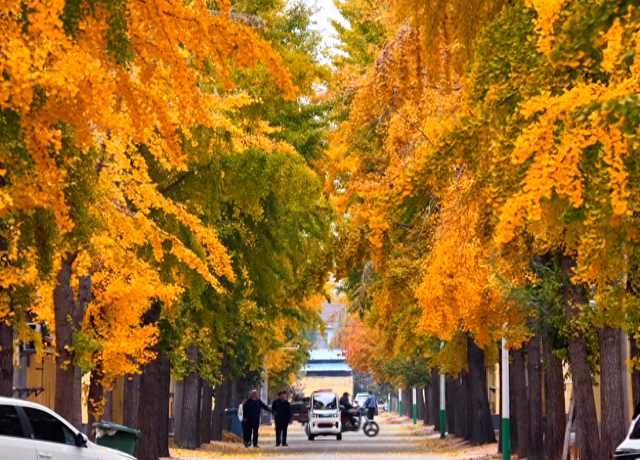 潍坊美景“告急”！这些地方错过等一年！