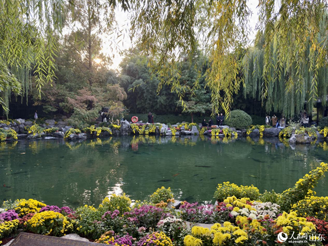 泉映菊韵正当时