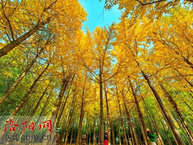 多彩园林 扮靓洛城