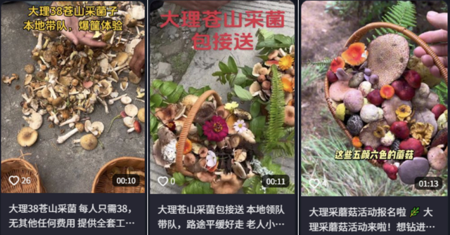 对野蛮“采菌热”说“不”！安全不是儿戏！生态不容践踏！