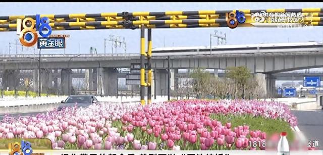 杭州赏春别挤太子湾！这些免费花海超香