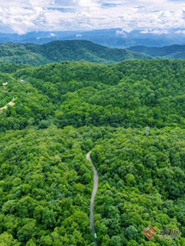 把温柔藏进林海，与美好不期而遇