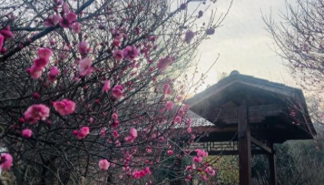 武汉梅花已悄然初绽，景区：已开三成，比去年提前近1个月，预计春节进入最佳赏花期