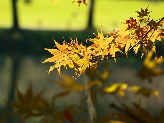 杭州秋日秘境：太子湾与浴鹄湾的红枫水墨画