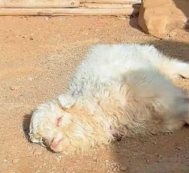 宁夏“装死”小羊走红身价飙升至30万元 专家发声：“装死绝技”缘于遗传缺陷	，可以选择性繁殖更多只