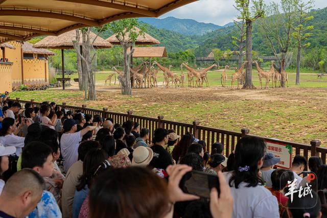 清远“长隆+”激活全域农文旅融合 上半年旅游收入近百亿元