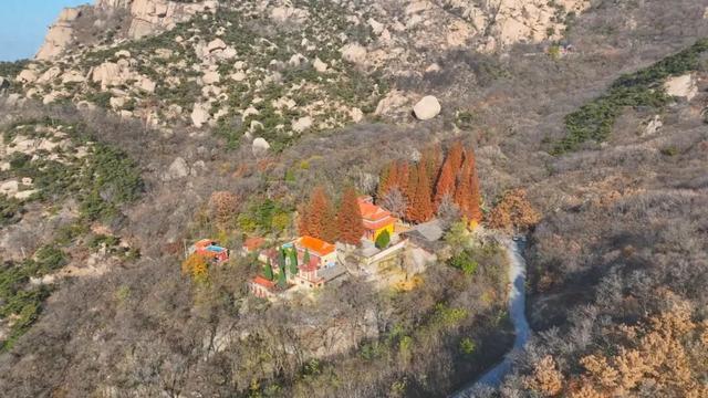 平度这里迎来最佳观赏期