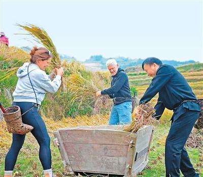广西龙胜：外国游客体验打谷子
