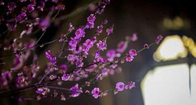 南京昨夜全城失眠？竟是被这场“犯规”的夜花美哭了！