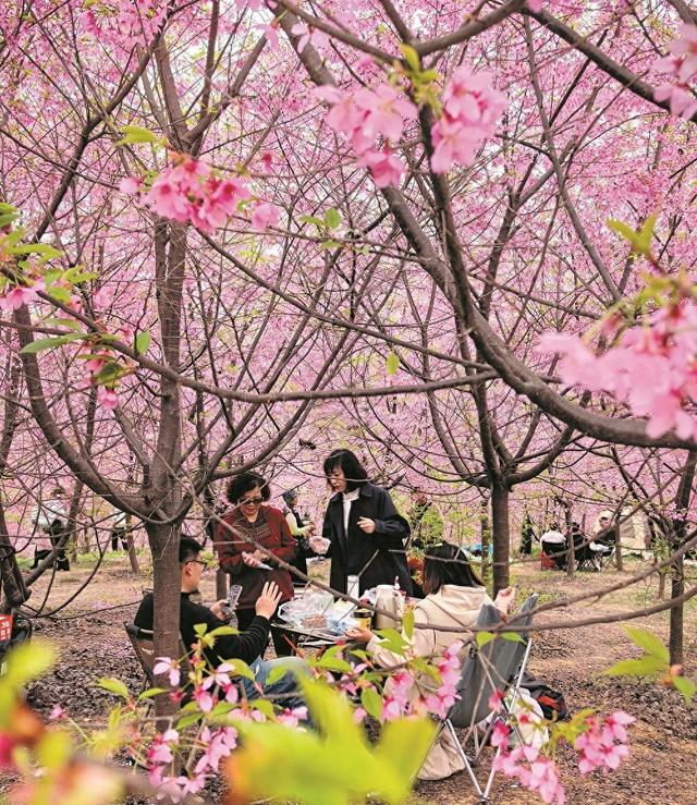 成都最大早樱花谷 寻找文旅运营“合伙人”