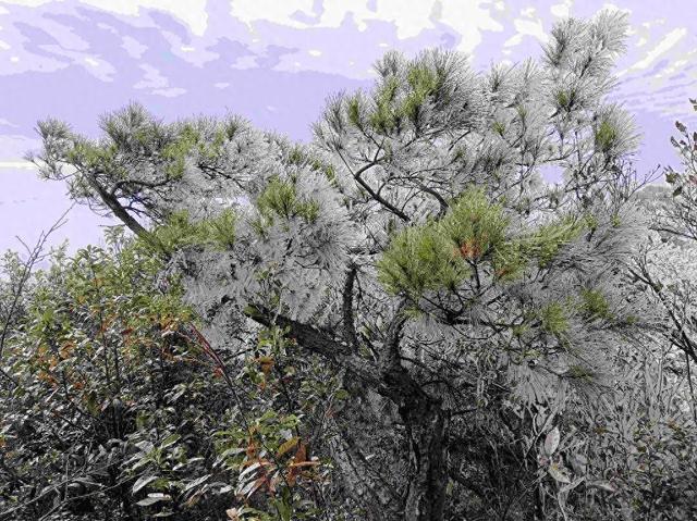 粤北山巅现雾凇奇景，乐昌马王殿冰晶映日如缀星子