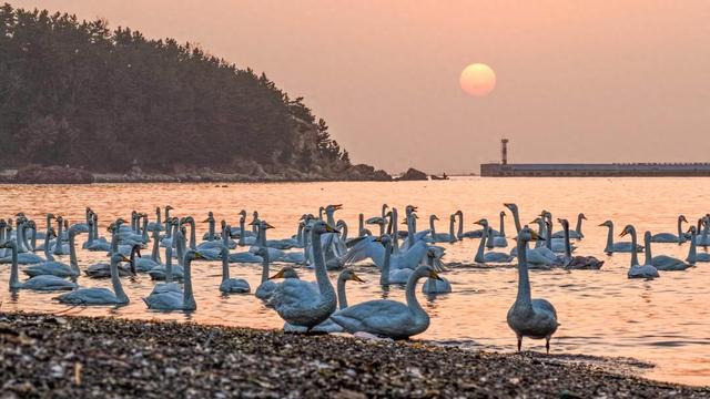 荣成：天鹅村畔天鹅舞