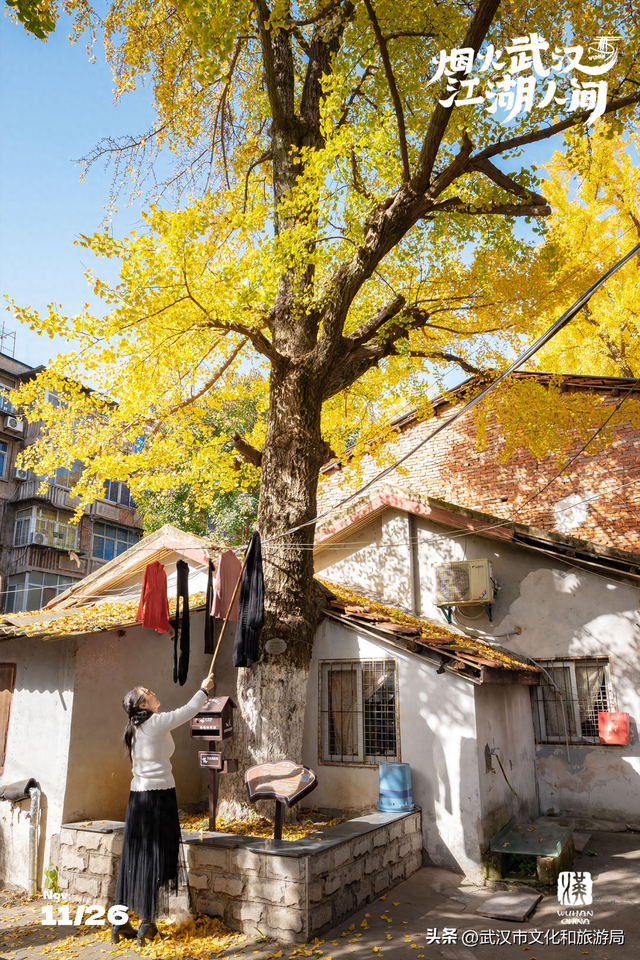 本周，武汉彩叶杀疯了！