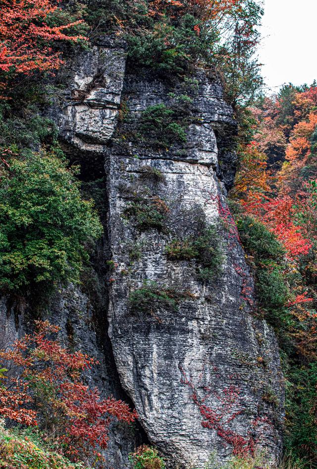 上坝彩林 彩林坝上