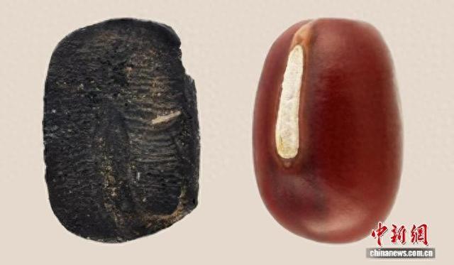 迷你世界无限版e（现代科技破解9000年前古种的身世之谜）