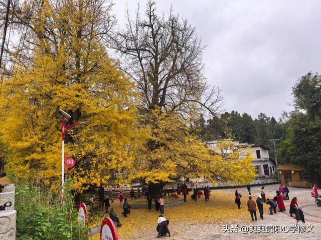 古村金叶醉游人 修文大木村古银杏群落初冬展韵