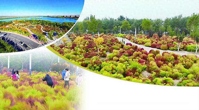 生态城白鹭洲公园 地肤草“换装”披彩衣