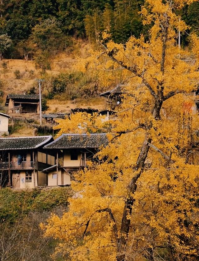 鼓岭银杏警报！满山尽带“黄金甲”，错过再等一年