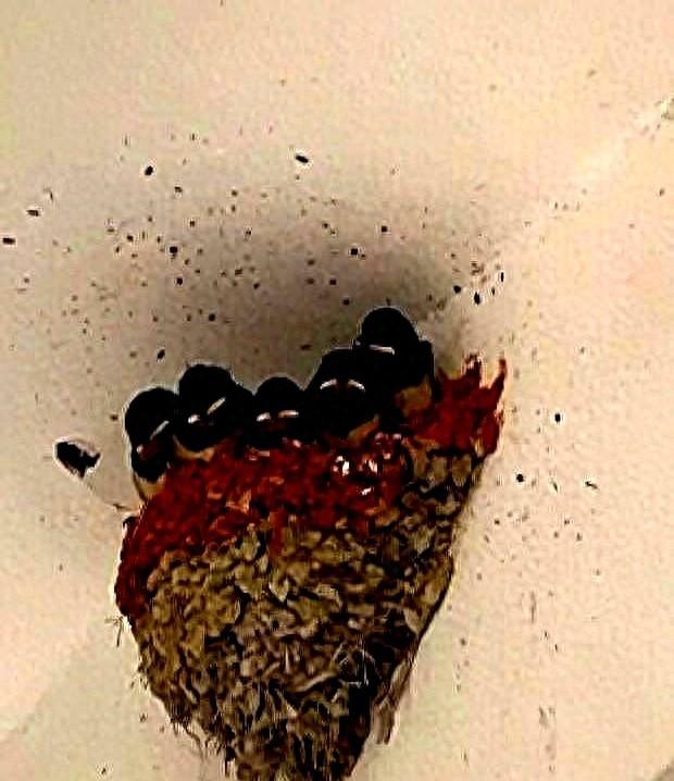 燕子常来你家筑巢！往往说明了三个真相，家有燕子筑巢的该看看！