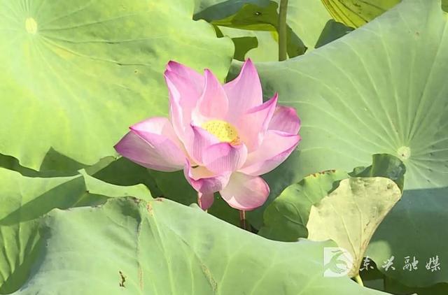 打卡范长江纪念馆，碧叶荷花别样美