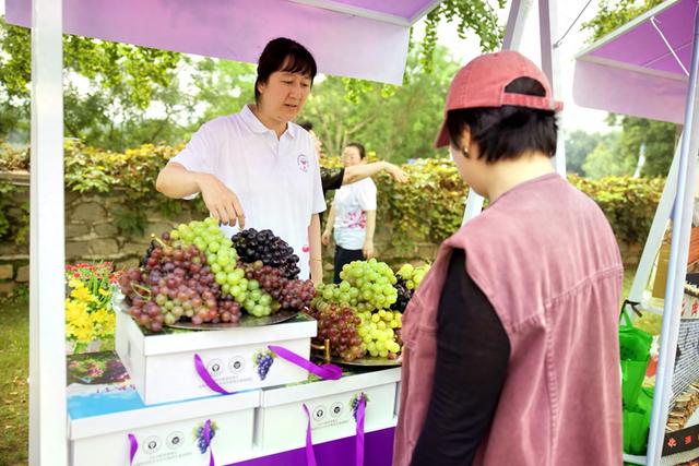 本周六密云将进入葡萄采摘季