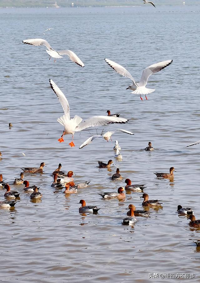 深圳湾观鸟：海舞鸟歌映盛世