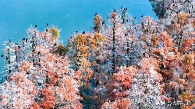 南京池杉湖5万株红杉染透湖面，珍稀鸟类扎堆，错过等一年