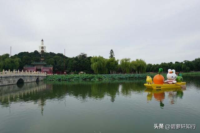 初秋北海公园，赏万佛楼硫华菊花海，和“纯真兔兔”一起荡起双桨