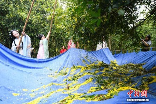 湖北咸宁：满城尽是桂花香