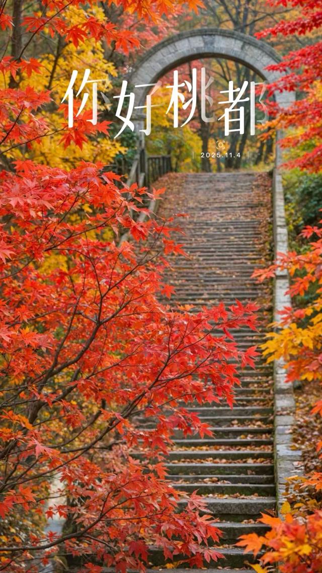 你好，桃都！『2025.11.4』
