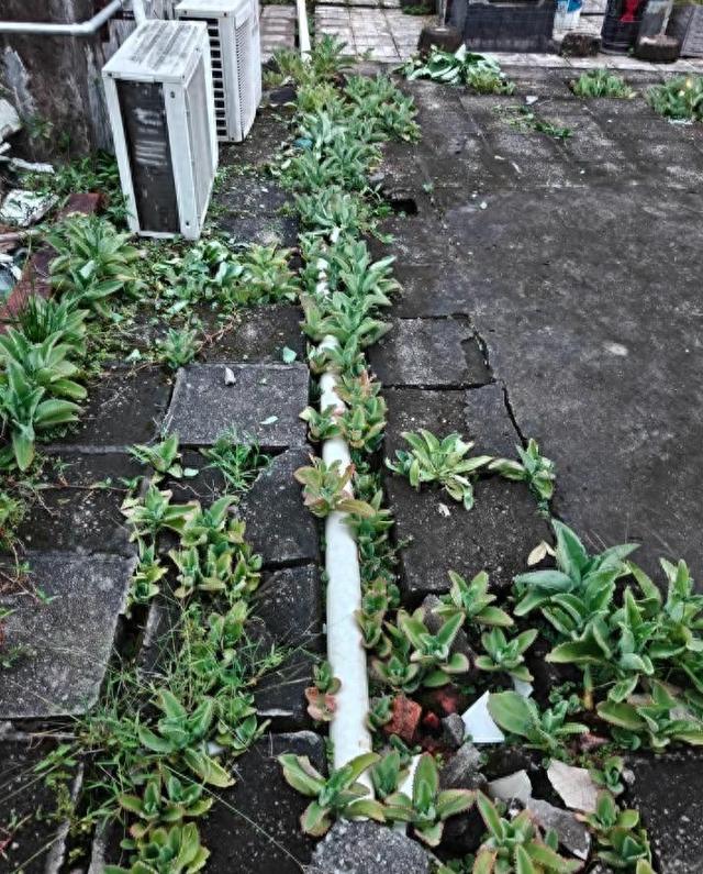 植物大战僵尸破解版屋顶（女子吐槽满屋顶的不死鸟）