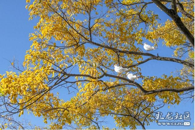 旅居云南·昆明好在（二十八）避寒游邂逅春城美