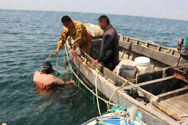 野海参和养殖参的区别 野海参和养殖参的区别是什么 野海参和养殖参的区别 野海参和养殖参的区别是什么